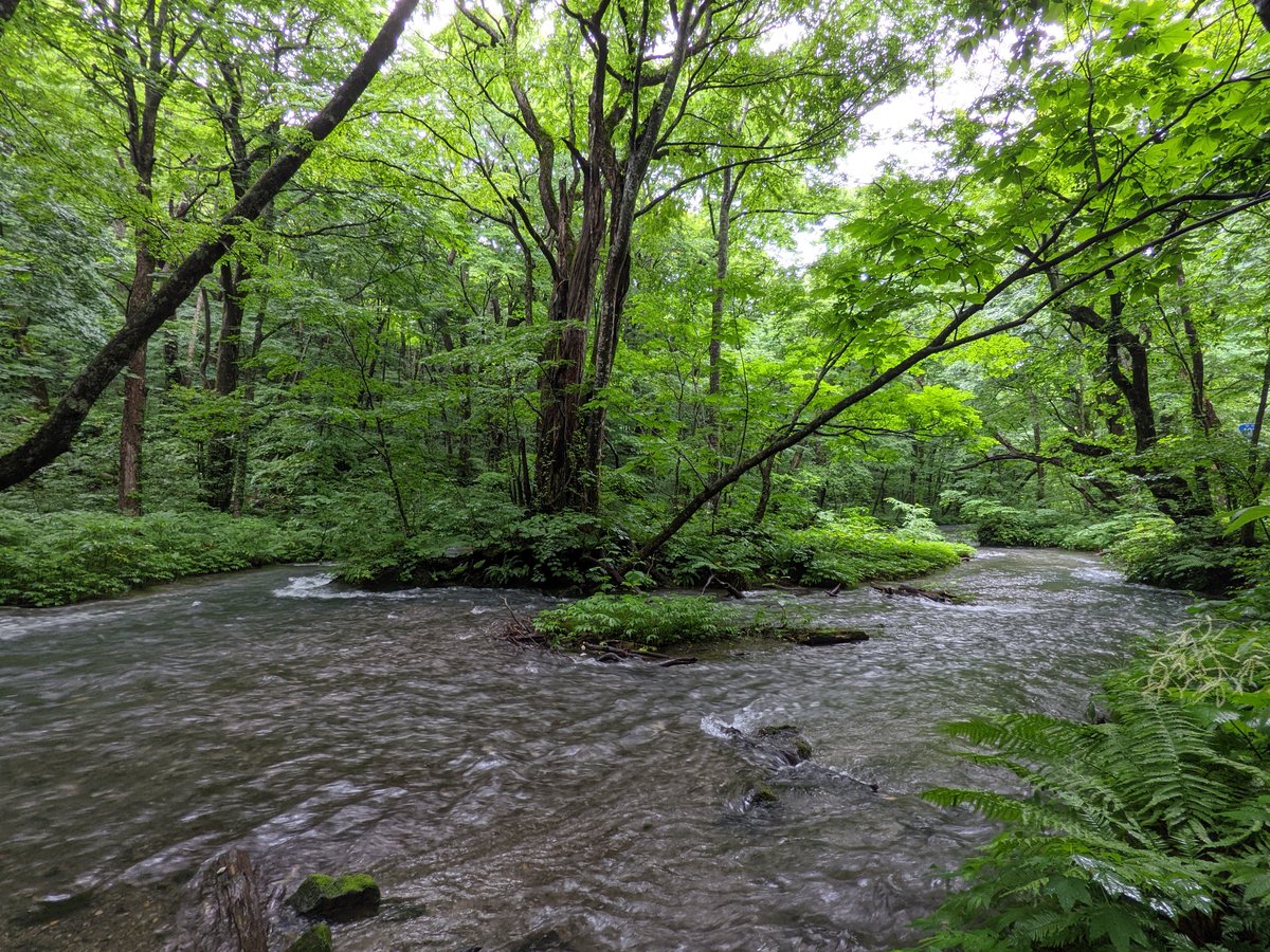 Towada Forest Stream, Aomori Prefecture