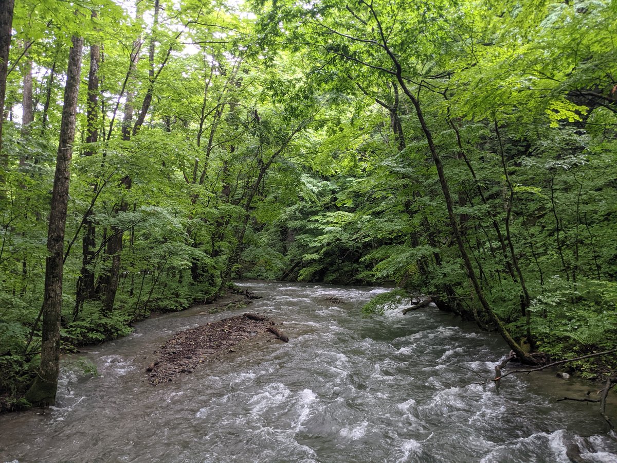 Towada Forest Stream, Aomori Prefecture photo 6
