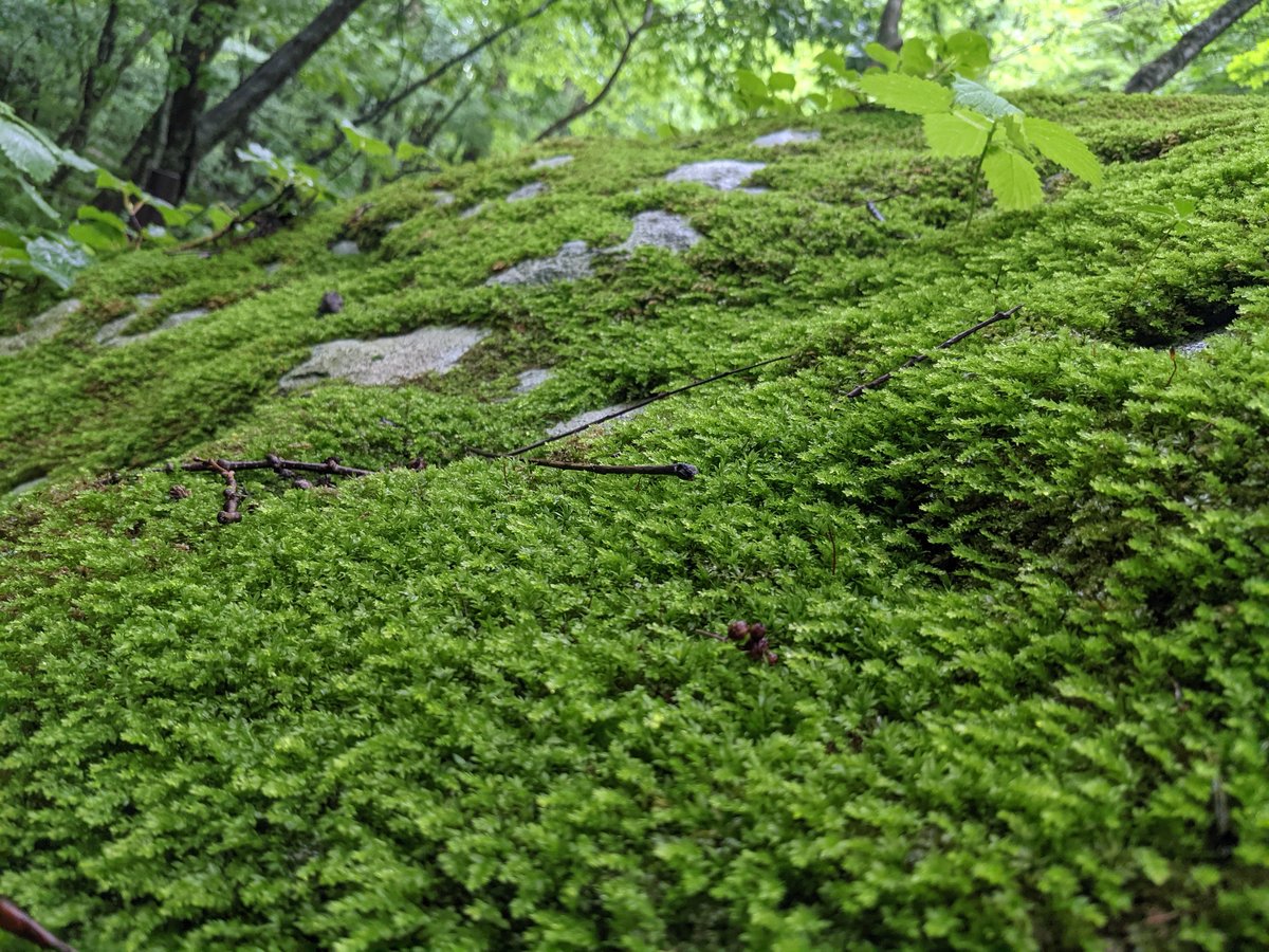 Towada Forest Stream, Aomori Prefecture photo 7