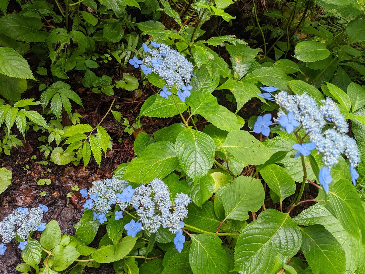 Hydrangea Blooms in Towada, Aomori