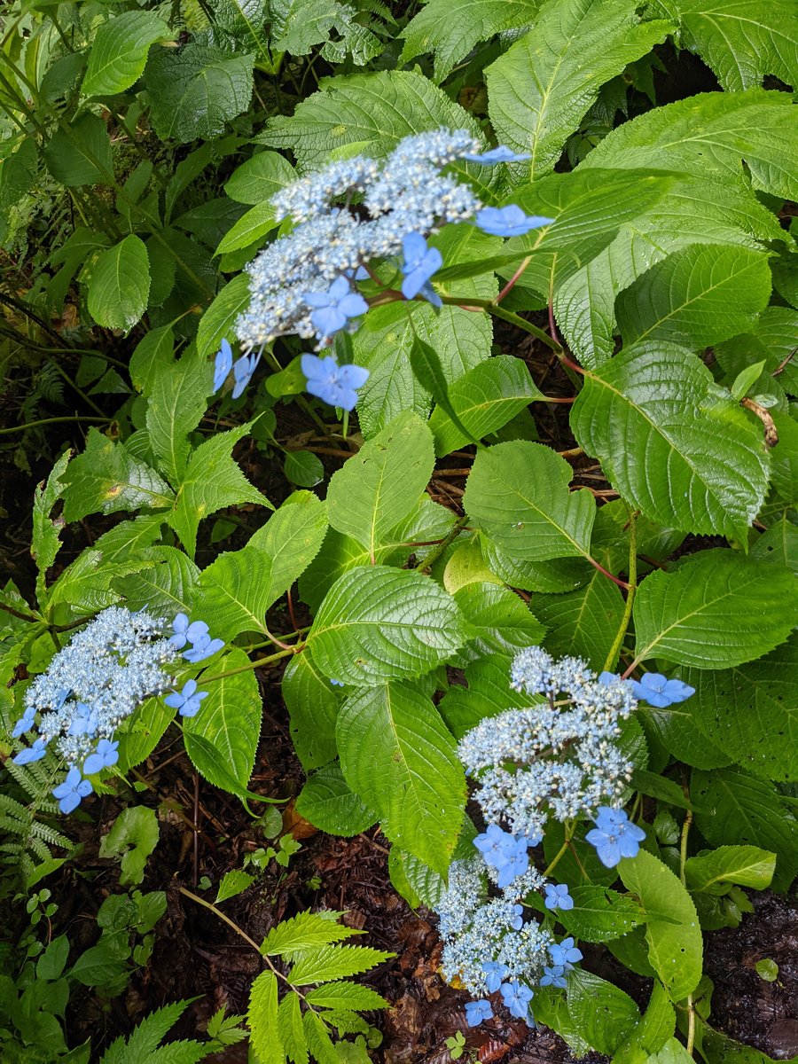 Hydrangea Blooms in Towada, Aomori photo 2