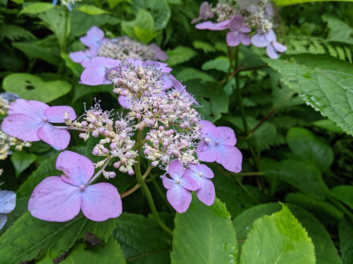Purple Hydrangeas Blooming, Towada Aomori