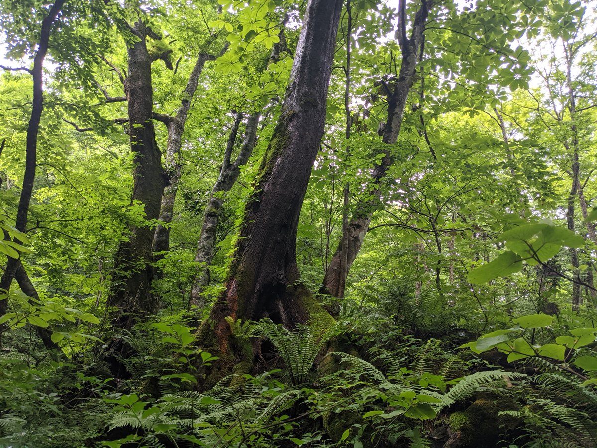 Lush Beech Forest Walk, Towada Aomori