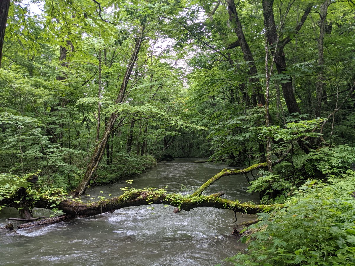Lush Beech Forest Walk, Towada Aomori photo 2