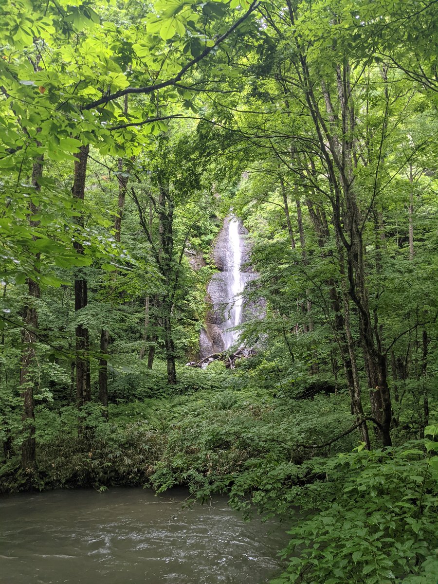 Lush Beech Forest Walk, Towada Aomori photo 3