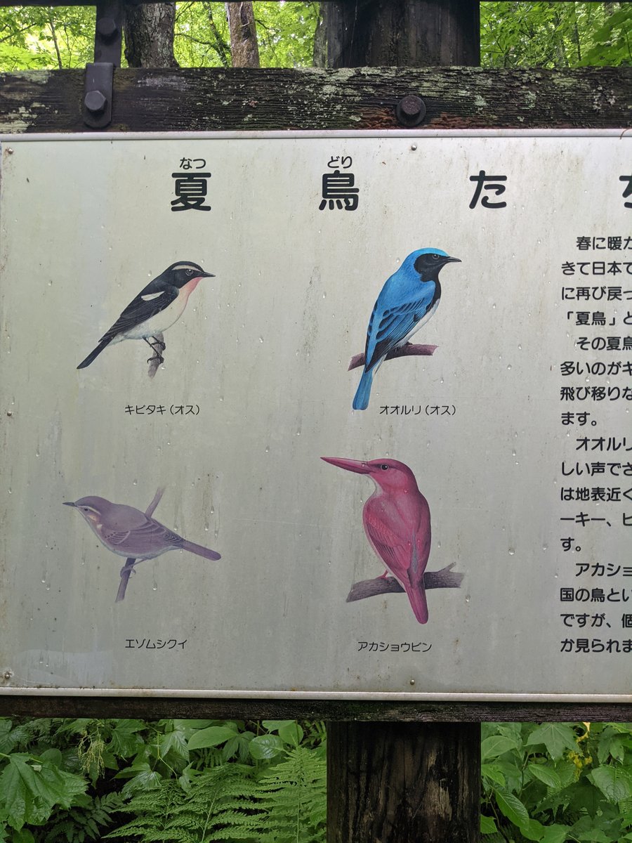 Summer Birds of Towada, Aomori — Nature Guide Sign