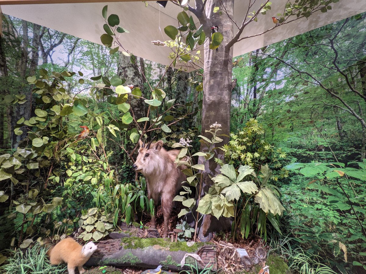 Towada Wildlife Museum, Aomori — Mountain Goats Up Close