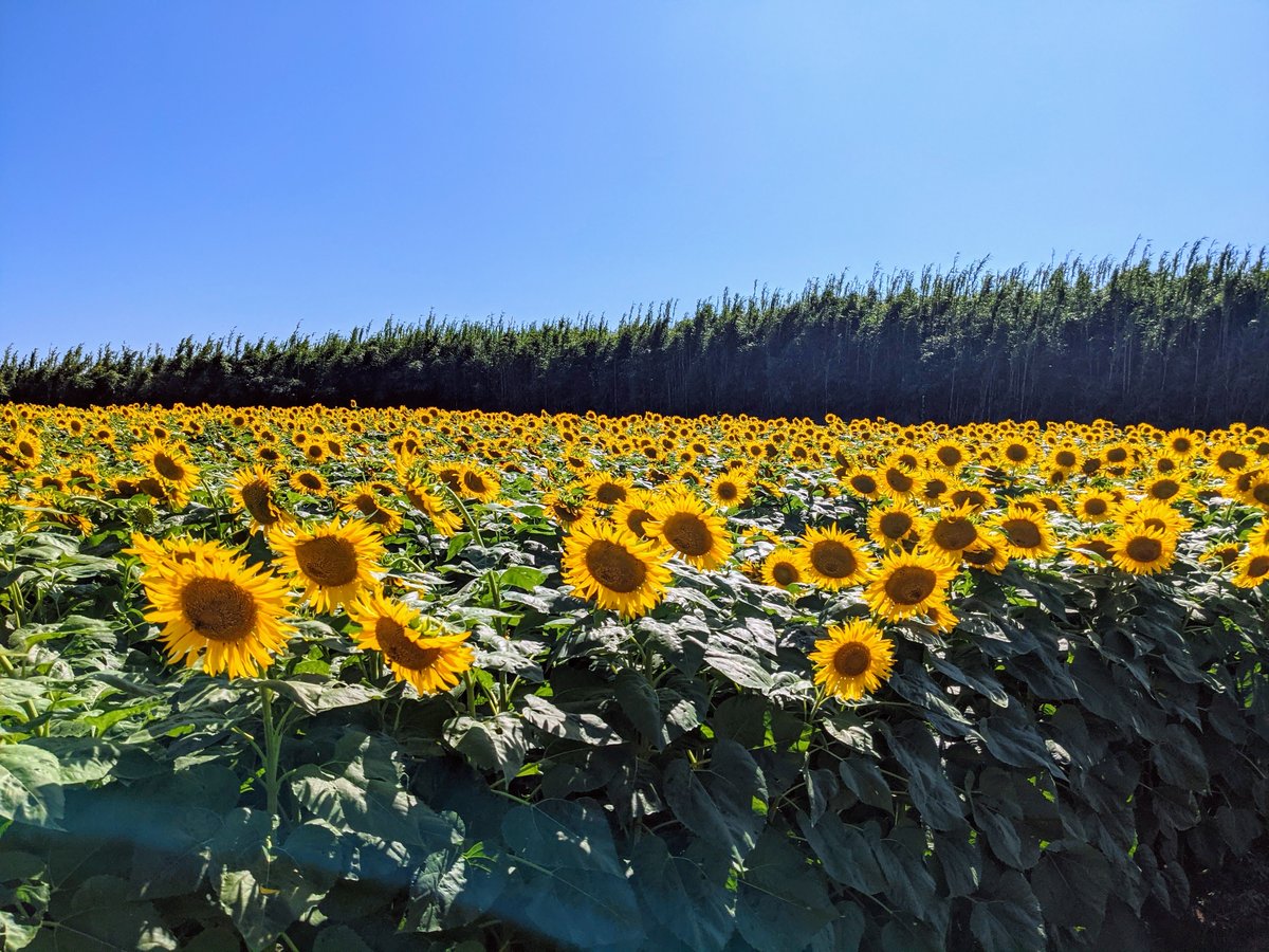 Sunflower Fields Near Choshi, Chiba