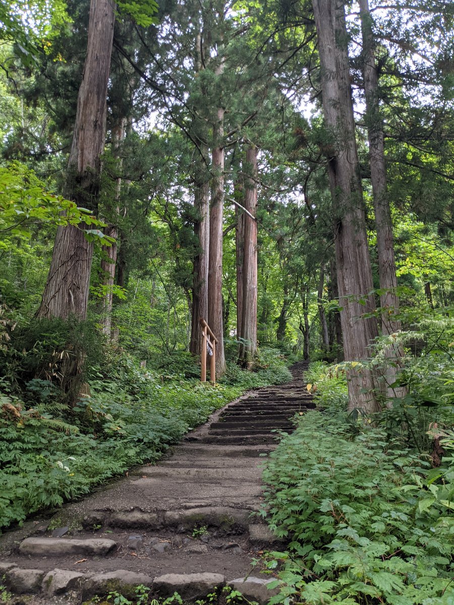 Ancient Forest Path, Nagano — Dawn Light Through Tall Cedars