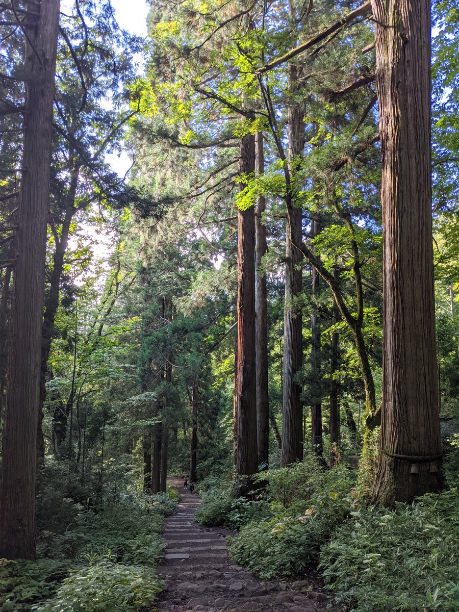 Ancient Forest Path, Nagano — Dawn Light Through Tall Cedars photo 2