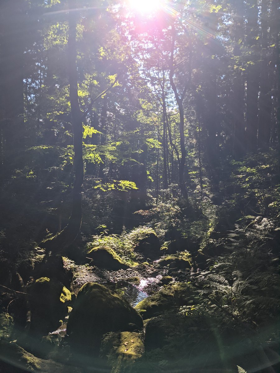 Ancient Forest Path, Nagano — Dawn Light Through Tall Cedars photo 3