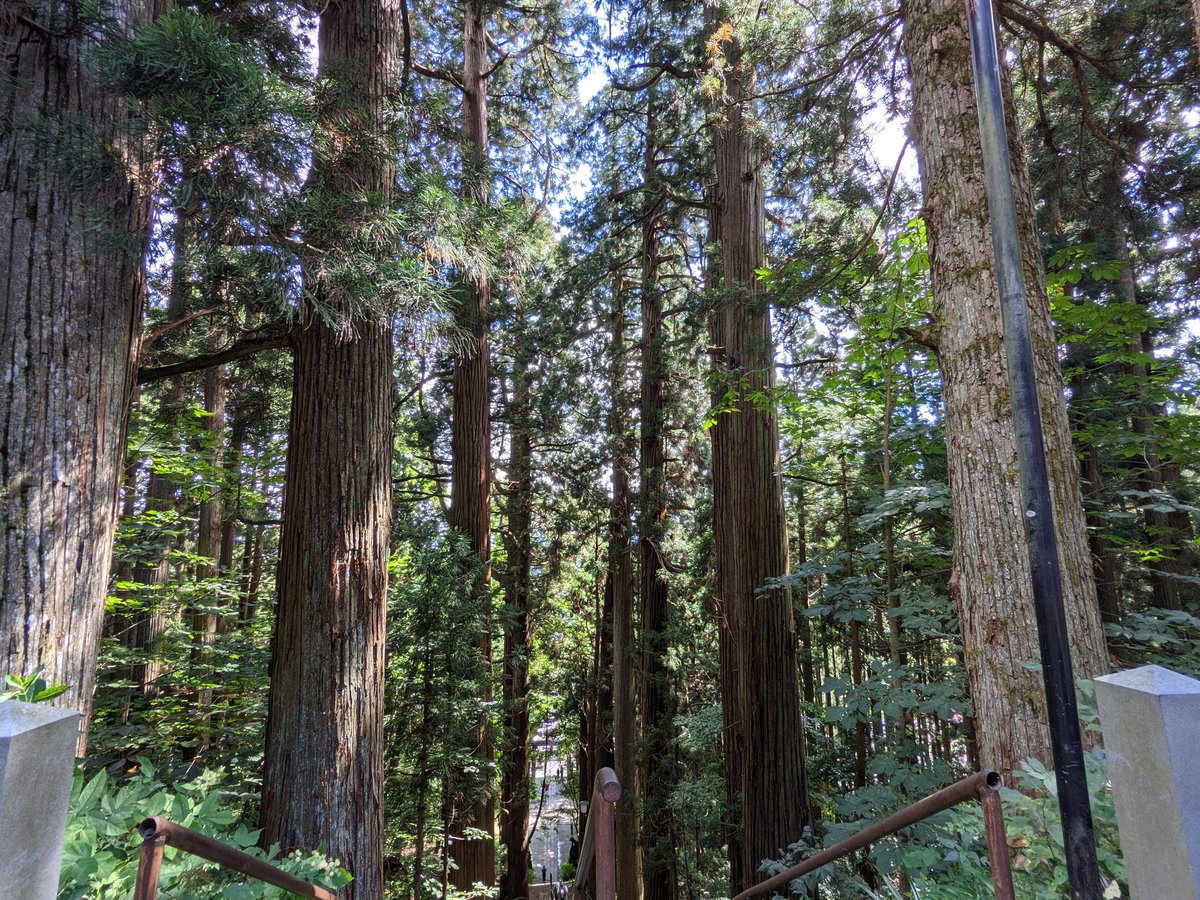 Ancient Cedar Avenue Approach, Nagano photo 2