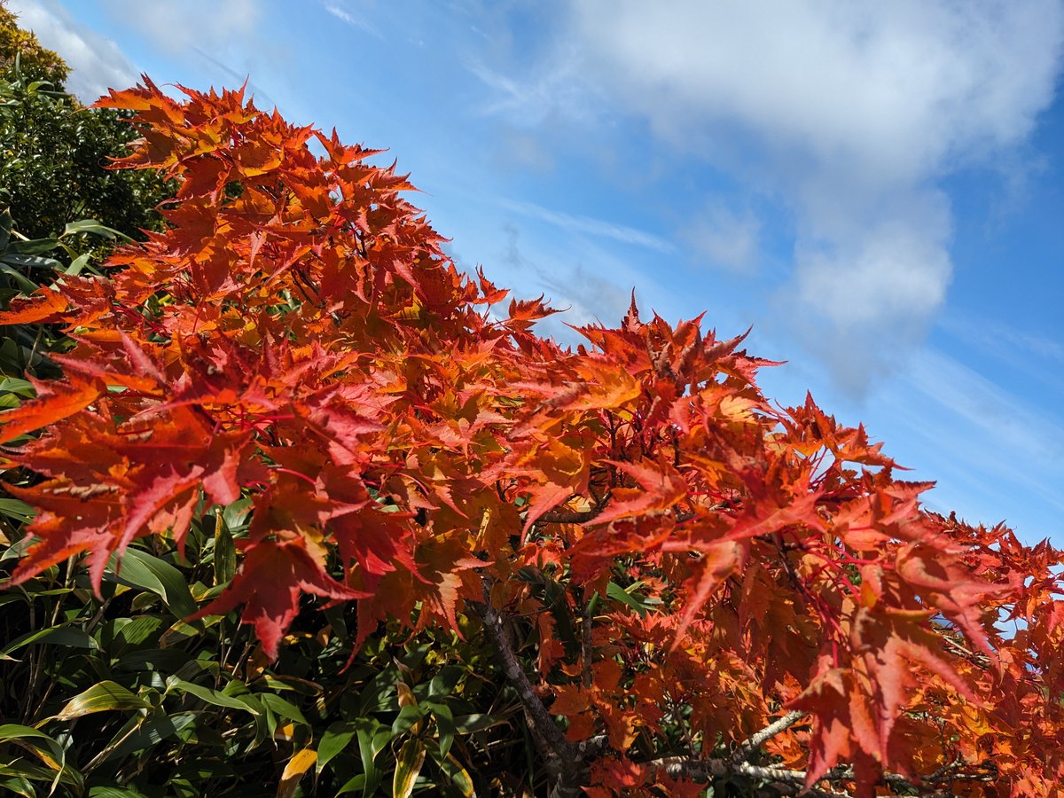 Autumn Leaves in Higashinaruse, Akita — Peak Color