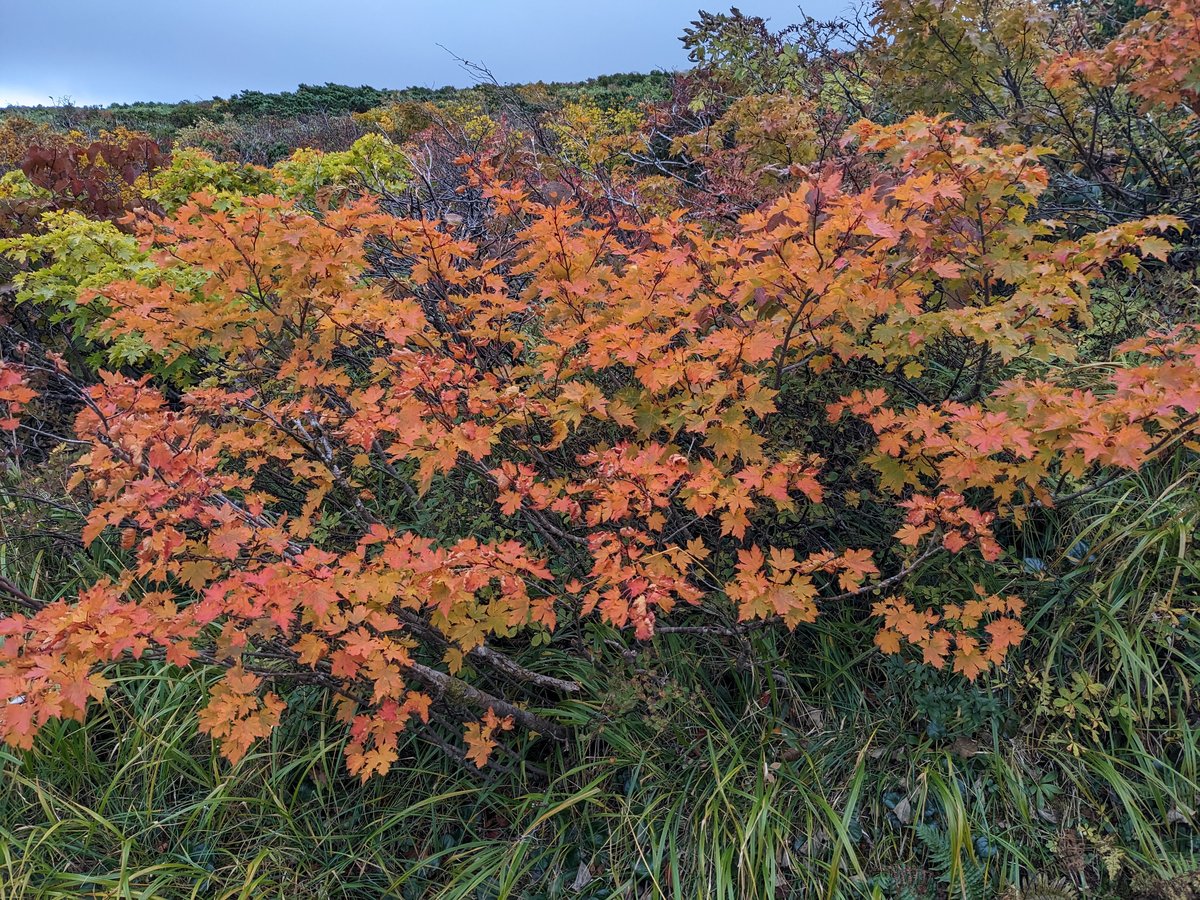 Autumn Leaves at Peak Color, Kurihara, Miyagi