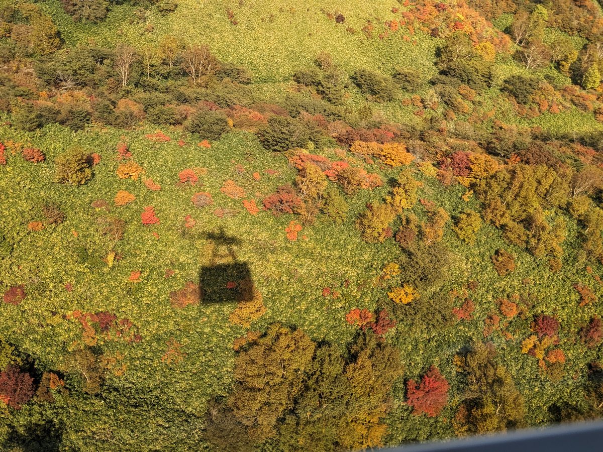 Autumn Forest Canopy, Nasu Tochigi
