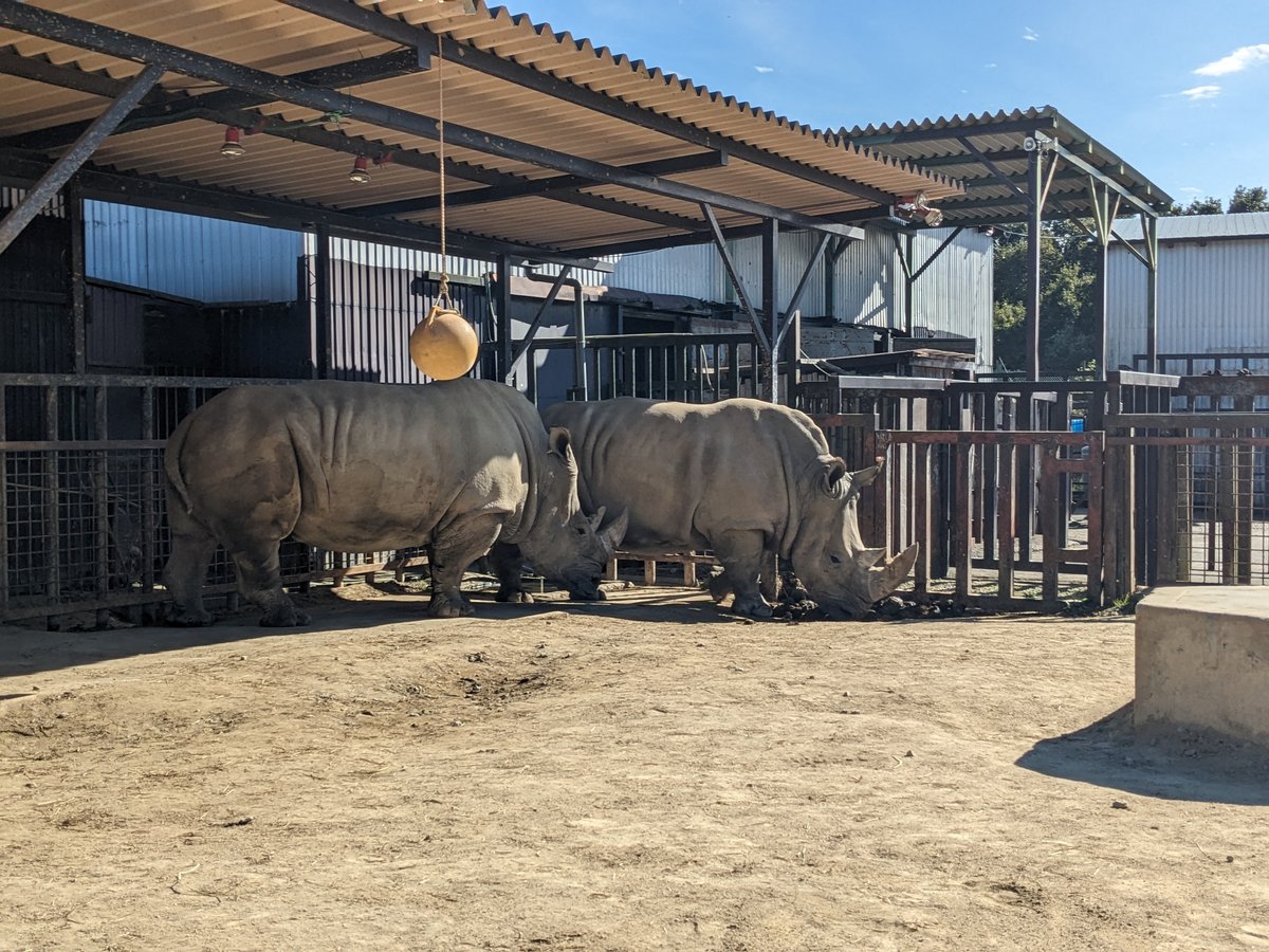 Rhinos at Yokosawa, Nasu, Tochigi