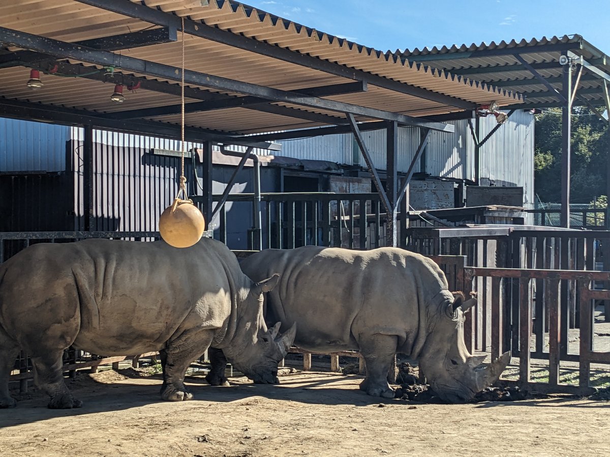 Rhinos at Yokosawa, Nasu, Tochigi photo 2