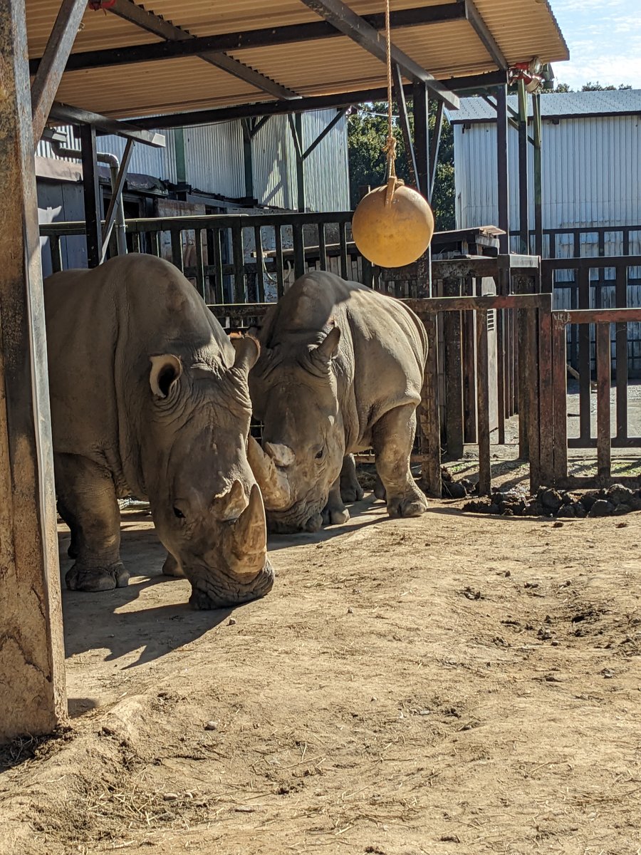 Rhinos at Yokosawa, Nasu, Tochigi photo 3