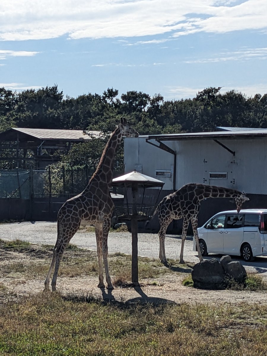 Giraffes at Itō Plateau, Nasu, Tochigi