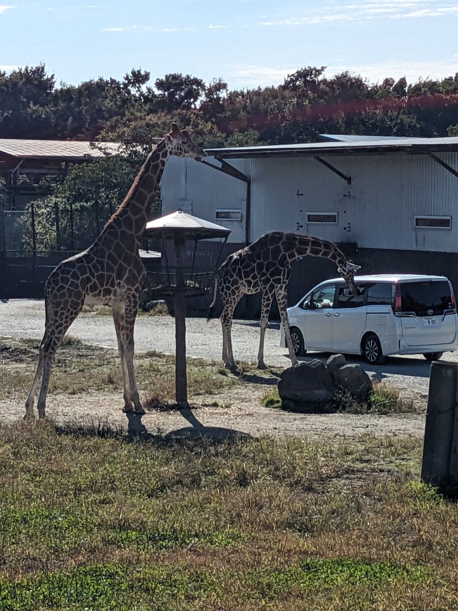 Giraffes at Itō Plateau, Nasu, Tochigi photo 2