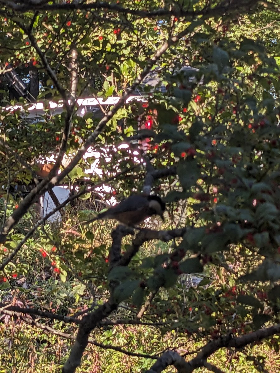 Wild Monkeys in the Trees, Nasu Tochigi