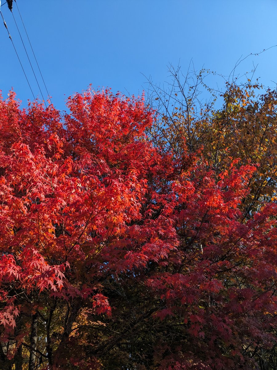 Peak Autumn Foliage in Fuefuki, Yamanashi