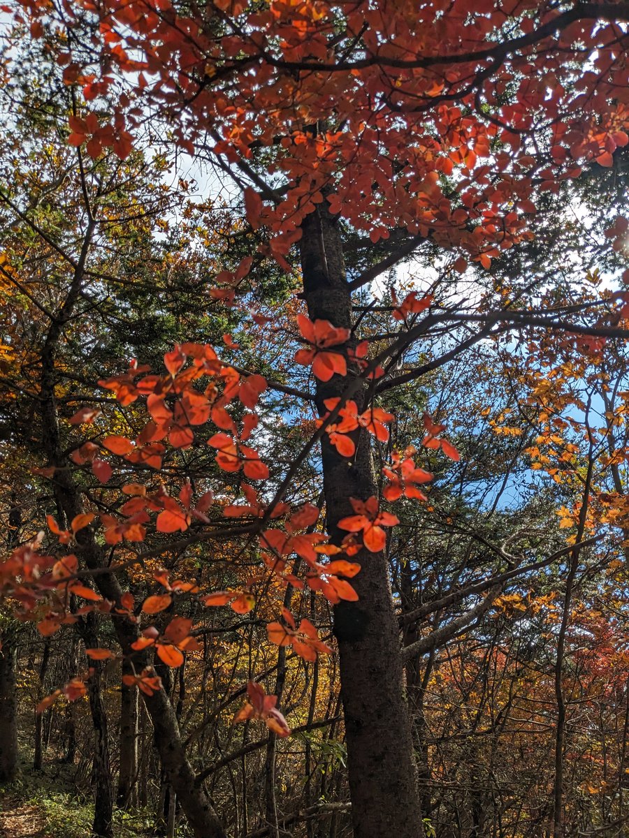 Autumn Forest Near Lake Kawaguchi, Fuefuki