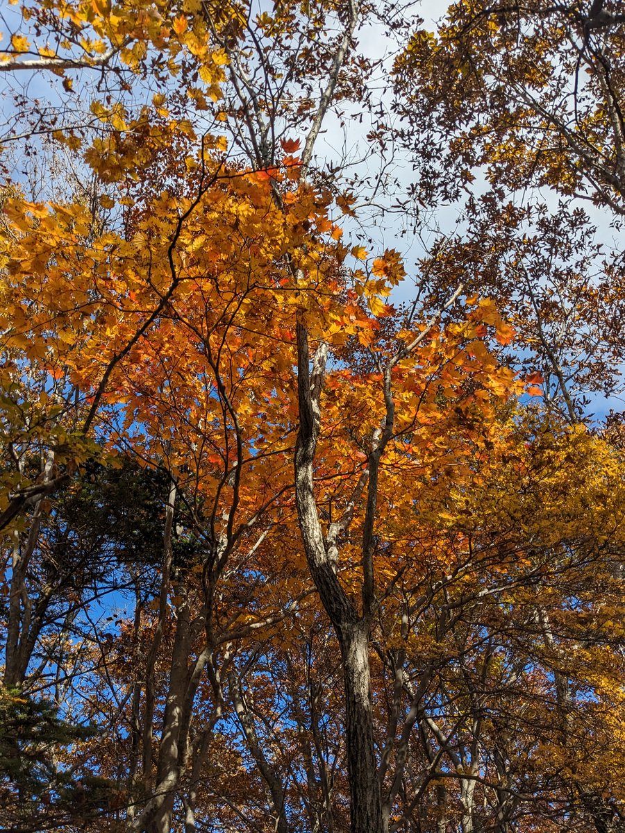 Autumn Forest Near Lake Kawaguchi, Fuefuki photo 2