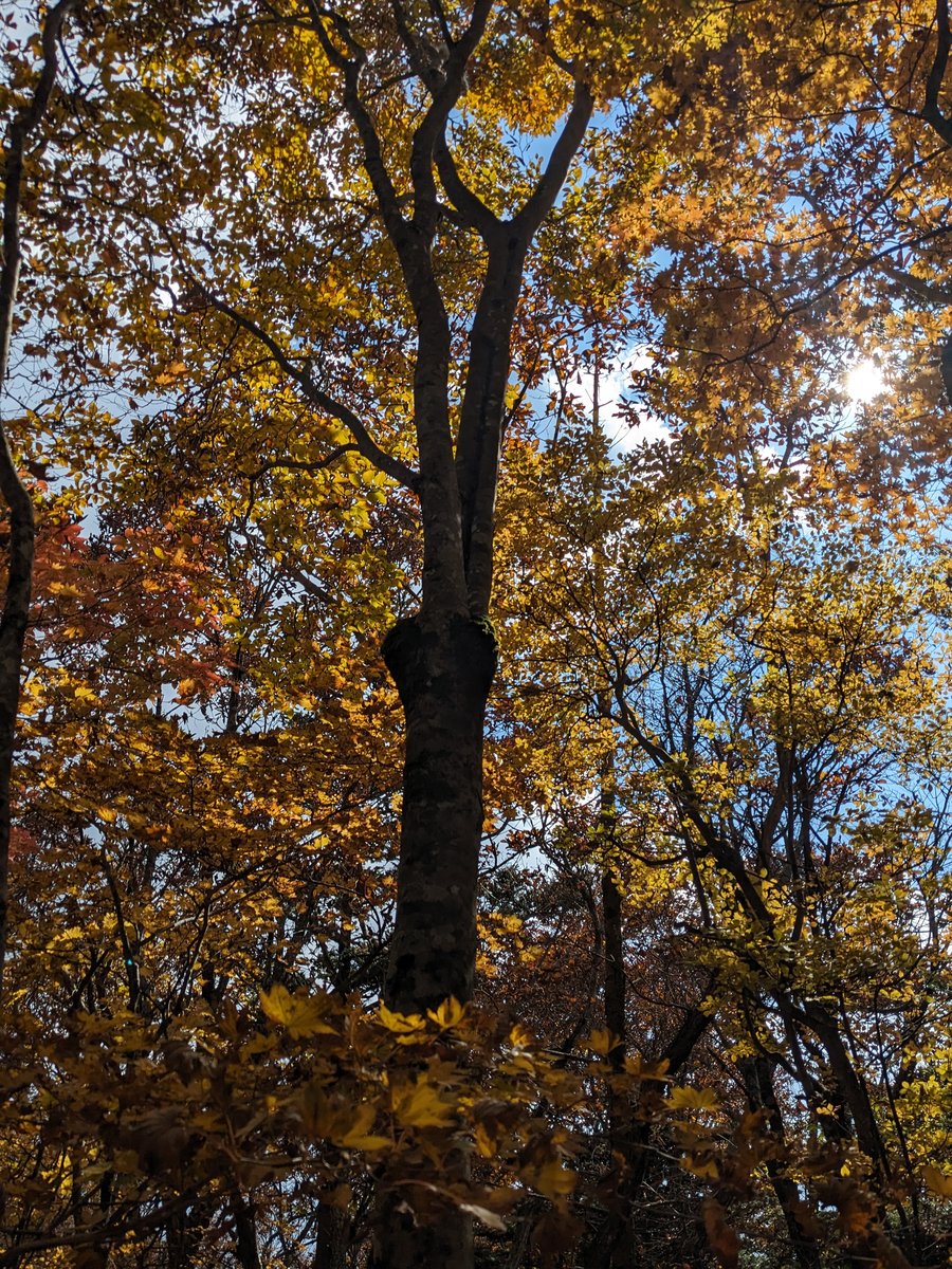 Autumn Forest Near Lake Kawaguchi, Fuefuki photo 3