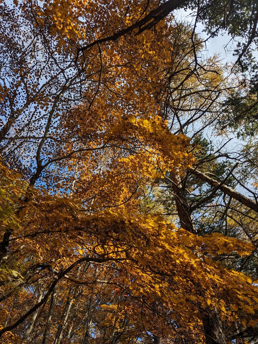 Autumn Forest Near Lake Kawaguchi, Fuefuki photo 4