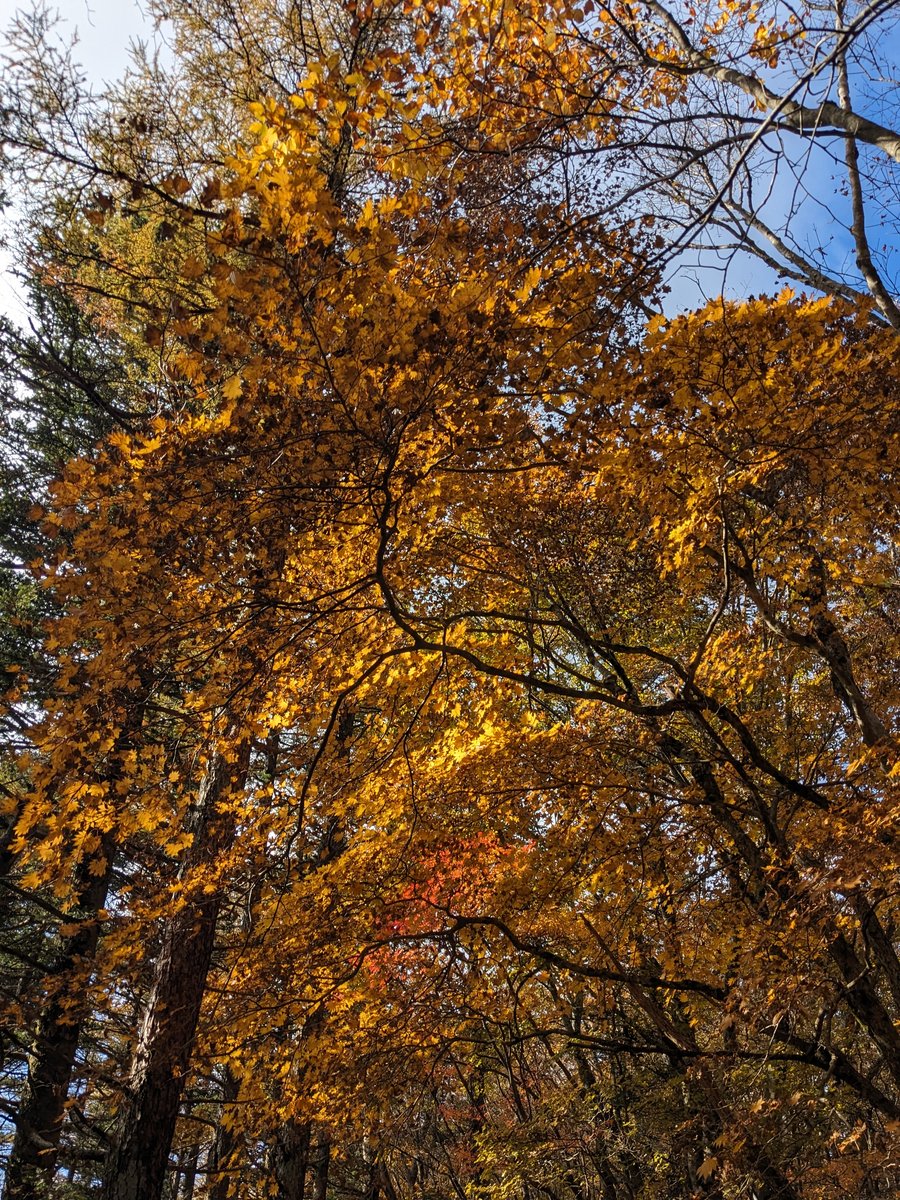 Autumn Forest Near Lake Kawaguchi, Fuefuki photo 5