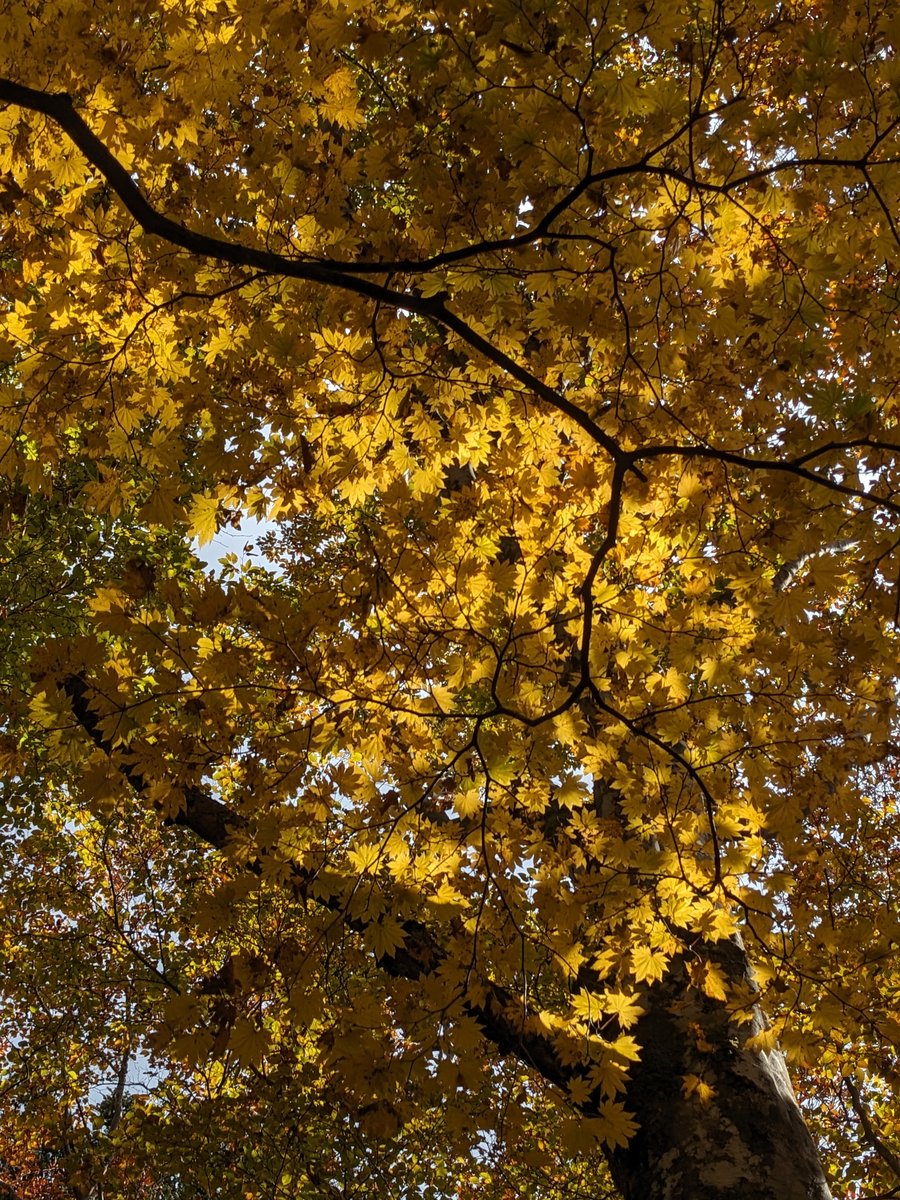 Autumn Forest Near Lake Kawaguchi, Fuefuki photo 6