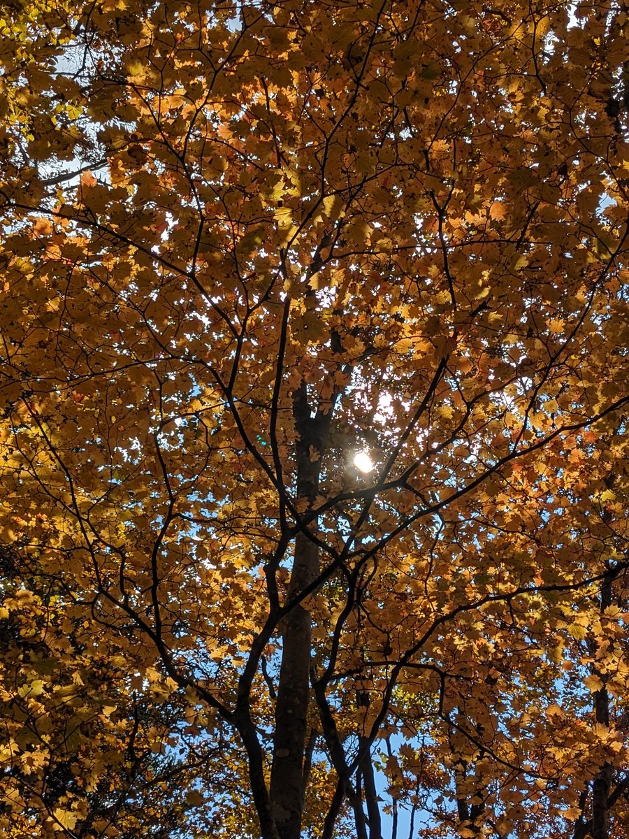 Autumn Forest Near Lake Kawaguchi, Fuefuki photo 7
