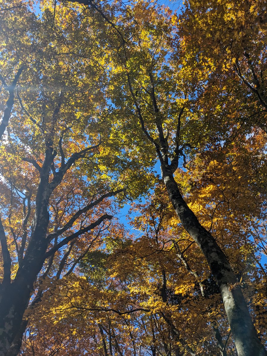 Autumn Forest Near Lake Kawaguchi, Fuefuki photo 8