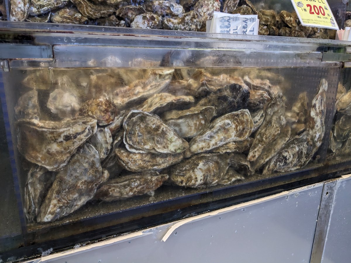 Fresh Oysters at Minatomachi Market, Akkeshi Hokkaido photo 4