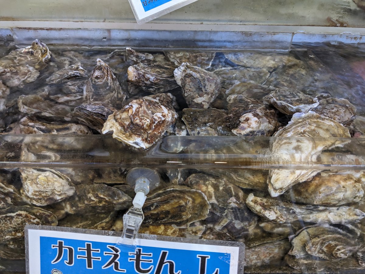 Fresh Oysters at Minatomachi Market, Akkeshi Hokkaido photo 7