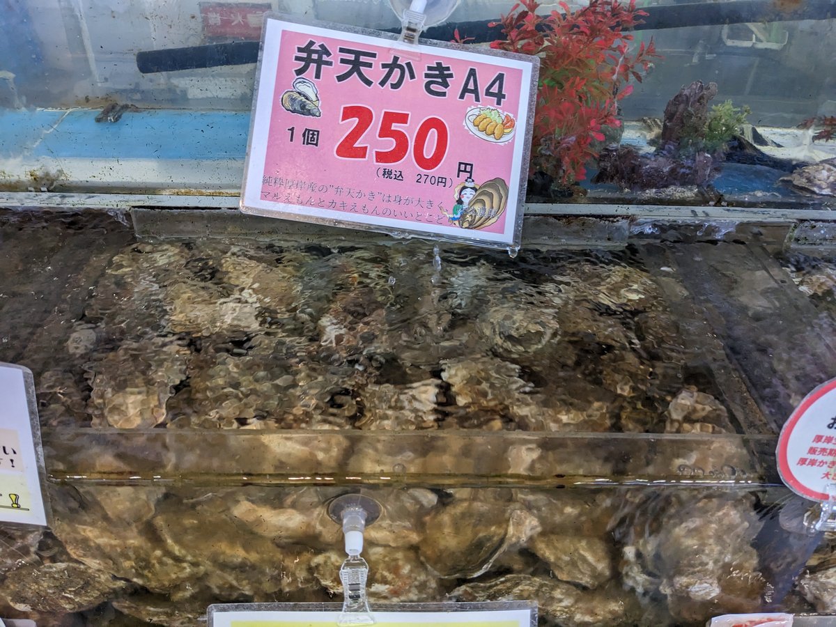Fresh Oysters at Minatomachi Market, Akkeshi Hokkaido photo 9