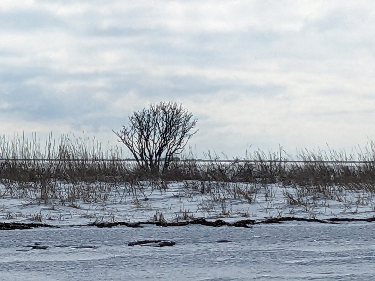 Frozen Wetlands of Betsukai, Hokkaido Winter