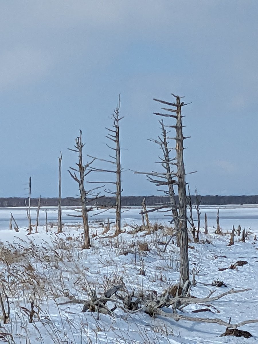 Frozen Lake and Dead Trees, Betsukai Hokkaido