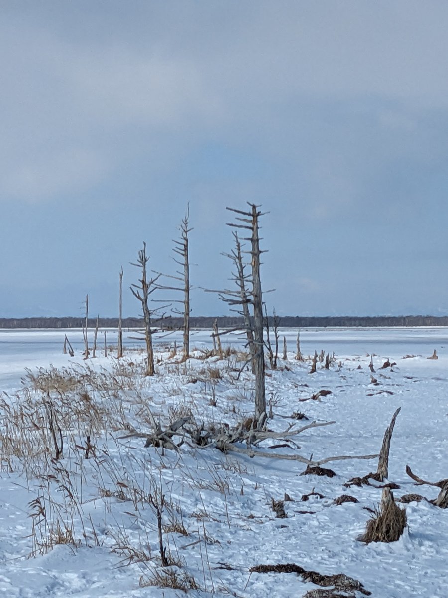 Frozen Lake and Dead Trees, Betsukai Hokkaido photo 2