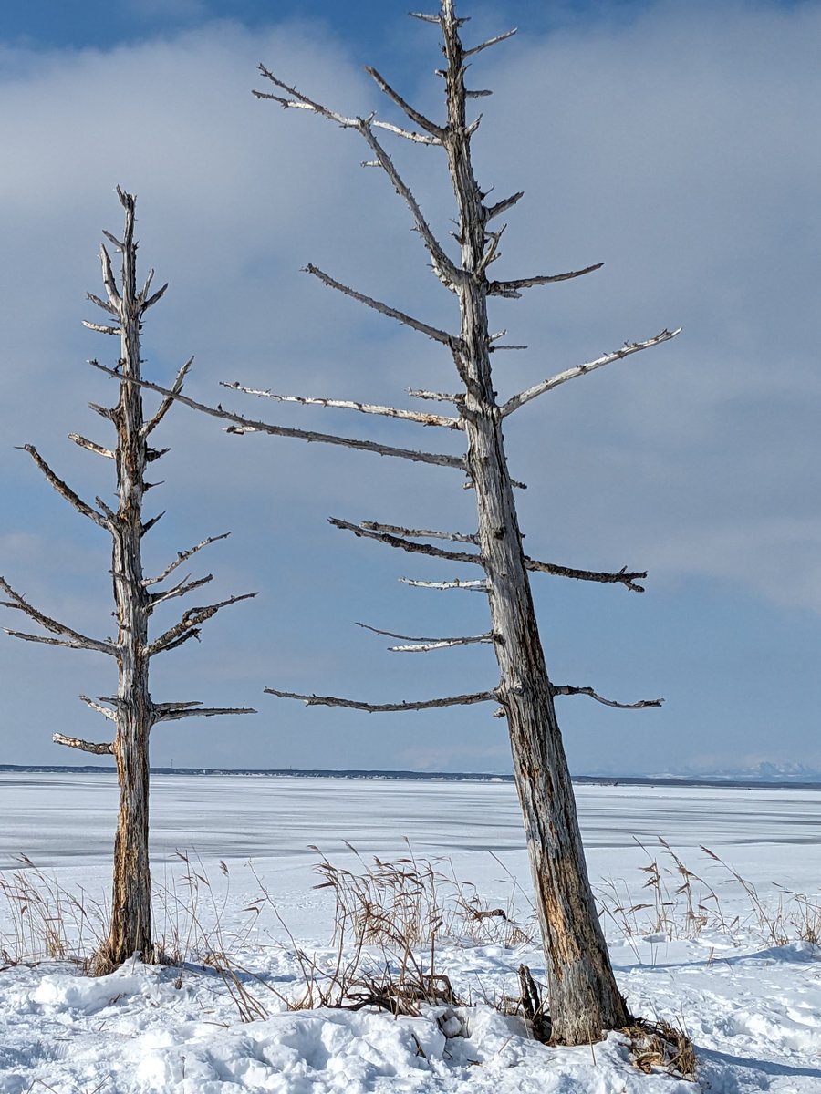 Frozen Lake and Dead Trees, Betsukai Hokkaido photo 3