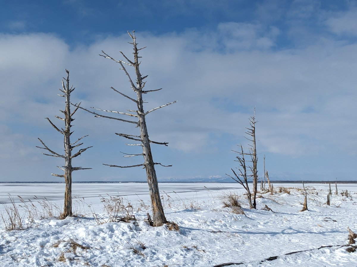 Frozen Lake and Dead Trees, Betsukai Hokkaido photo 4