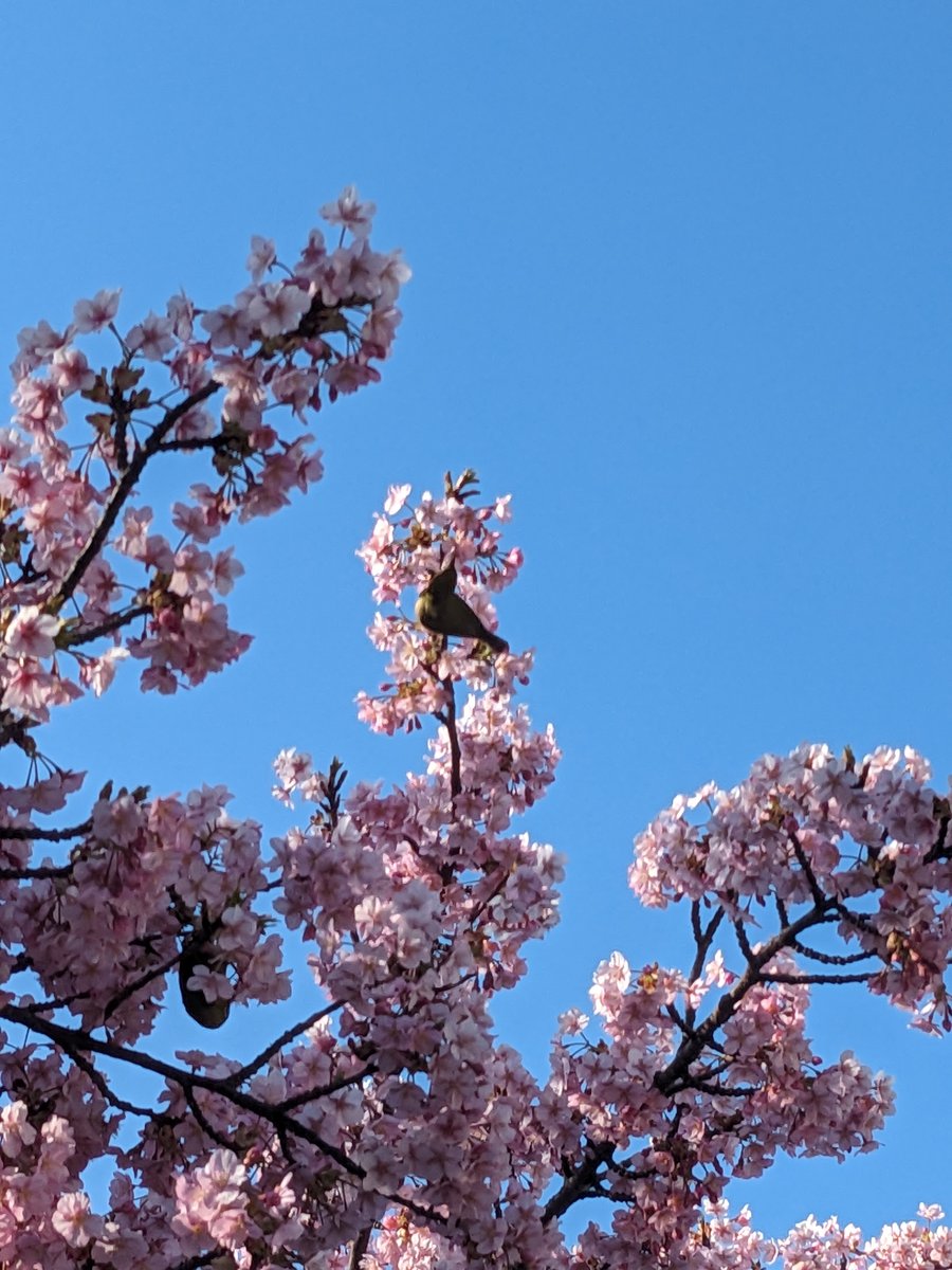 Cherry Blossoms & Bird, Imaikamicho Kawasaki