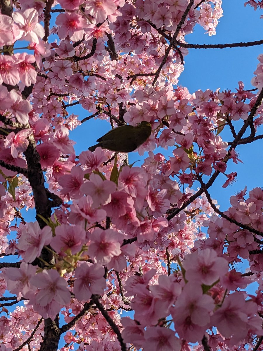 Cherry Blossoms & Bird, Imaikamicho Kawasaki photo 2