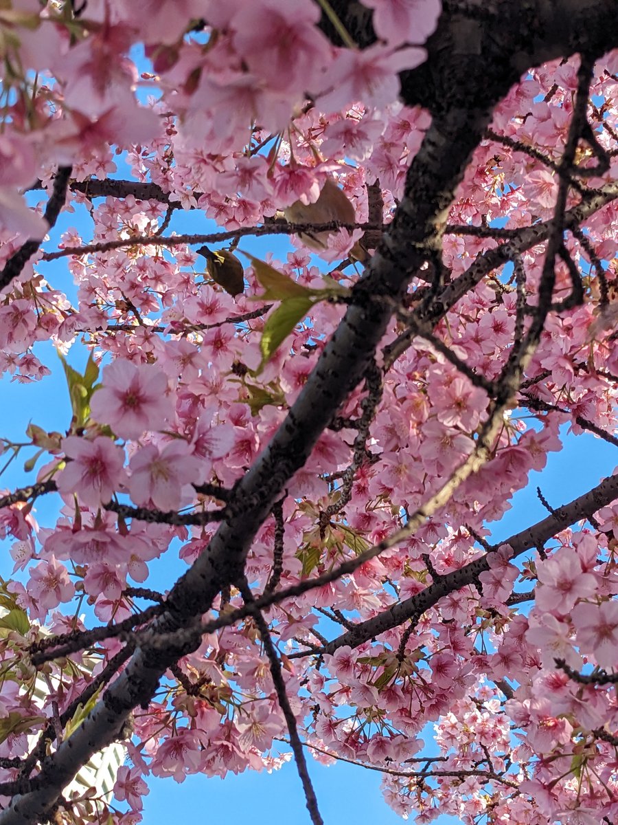 Cherry Blossoms & Bird, Imaikamicho Kawasaki photo 3