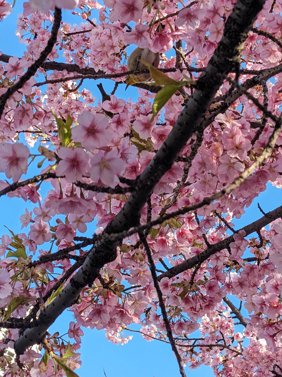 Cherry Blossoms & Bird, Imaikamicho Kawasaki photo 4
