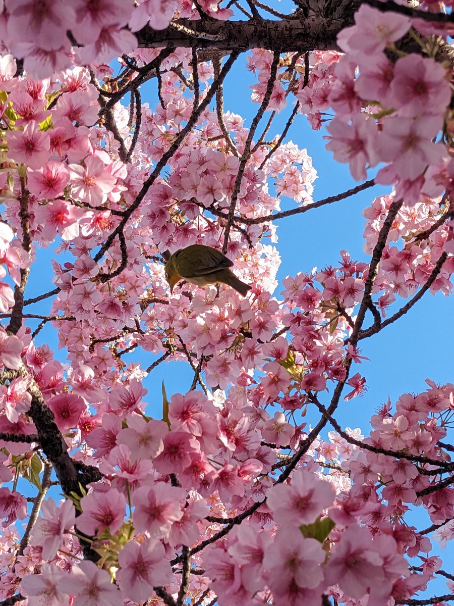 Cherry Blossoms & Bird, Imaikamicho Kawasaki photo 5