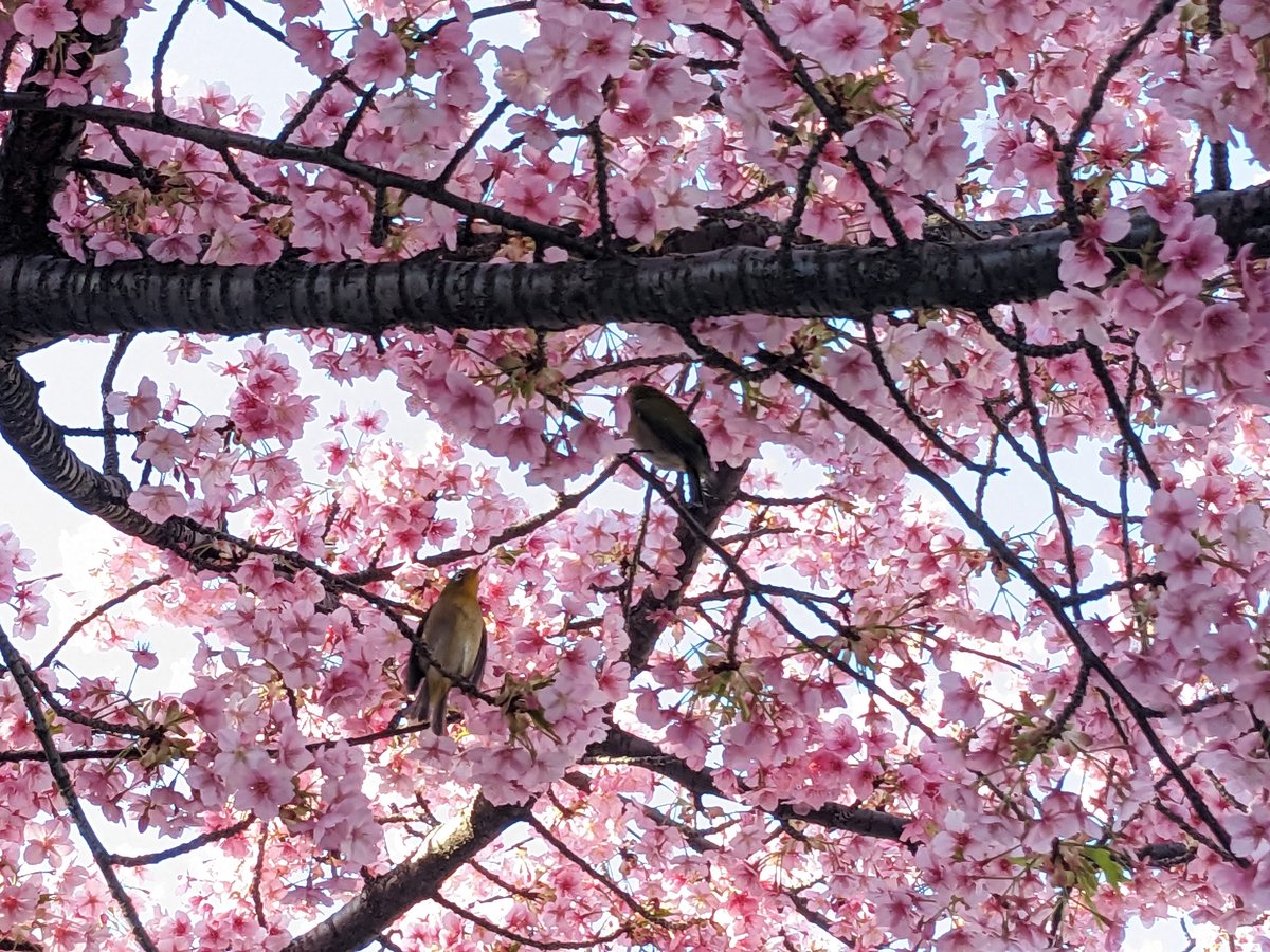 Cherry Blossoms & Bird, Imaikamicho Kawasaki photo 6