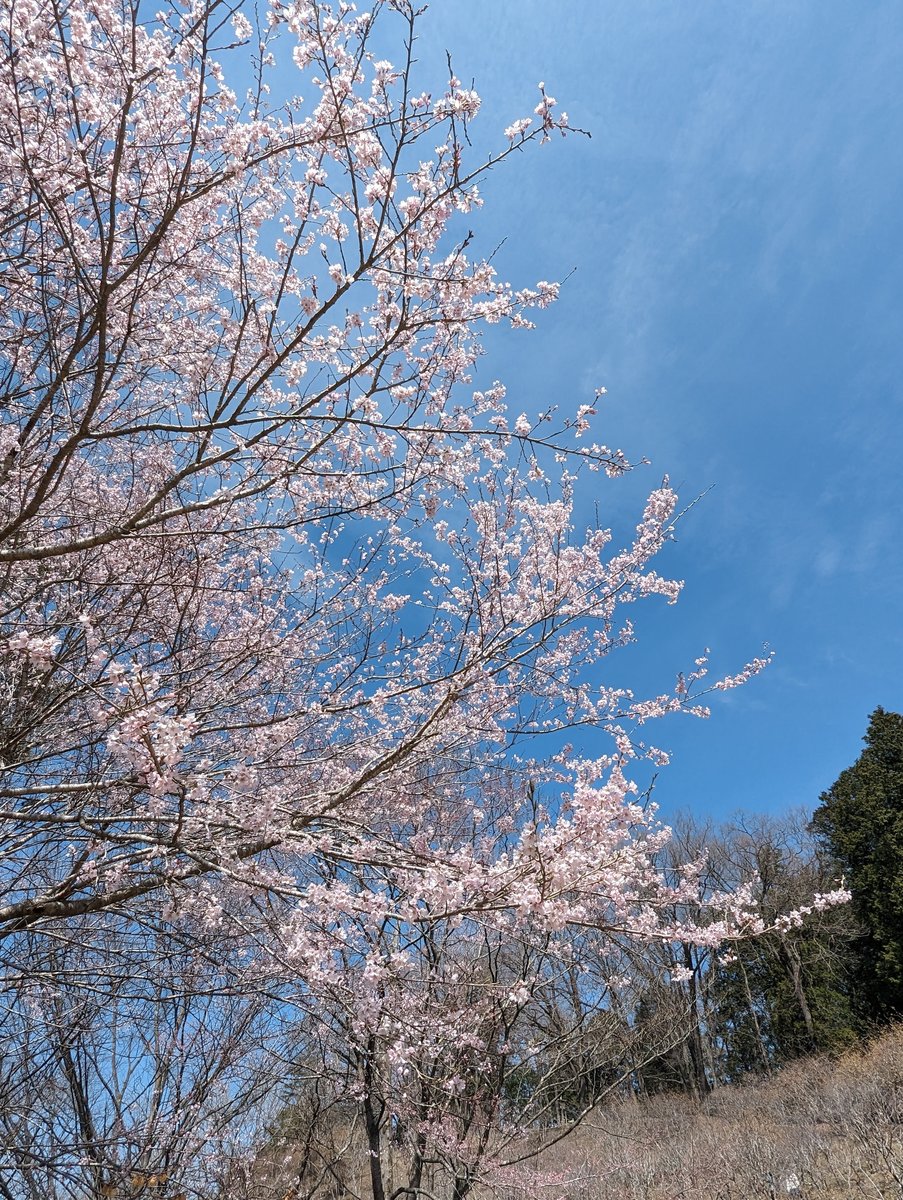 Cherry Blossoms in Early Spring, Kunikami Minano