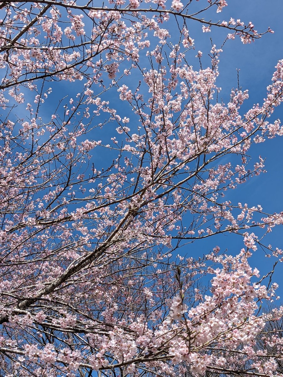 Cherry Blossoms in Early Spring, Kunikami Minano photo 2